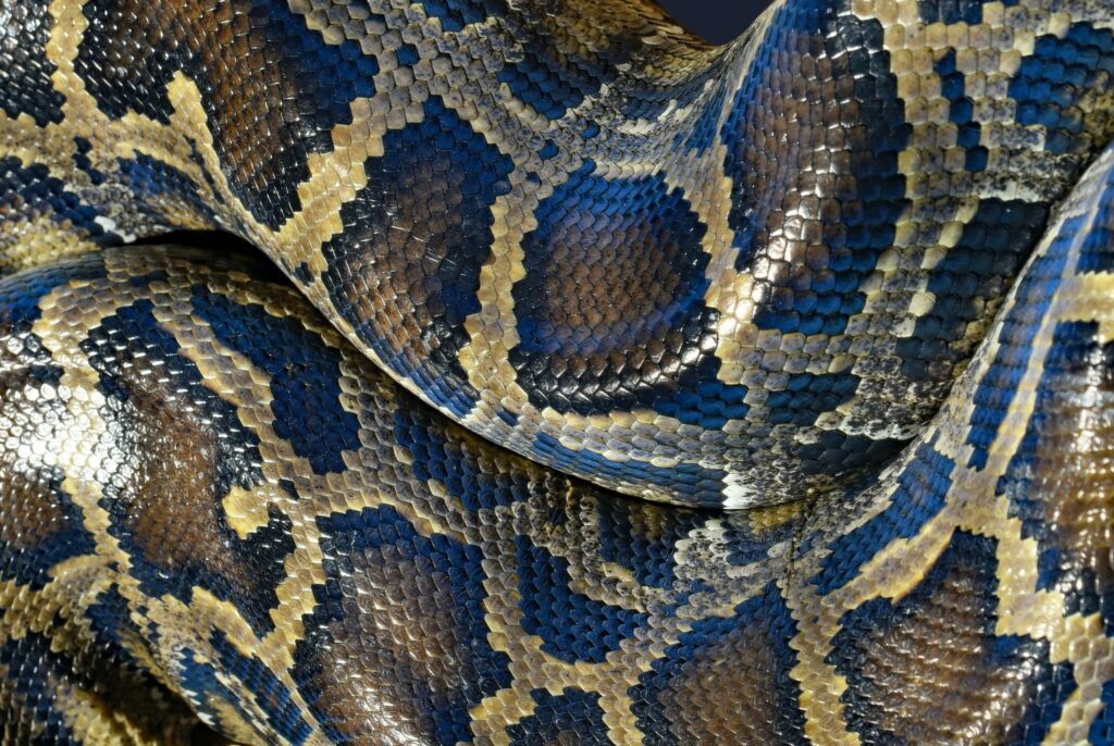 O que significa sonhar com COBRAS? - Notícias Concursos