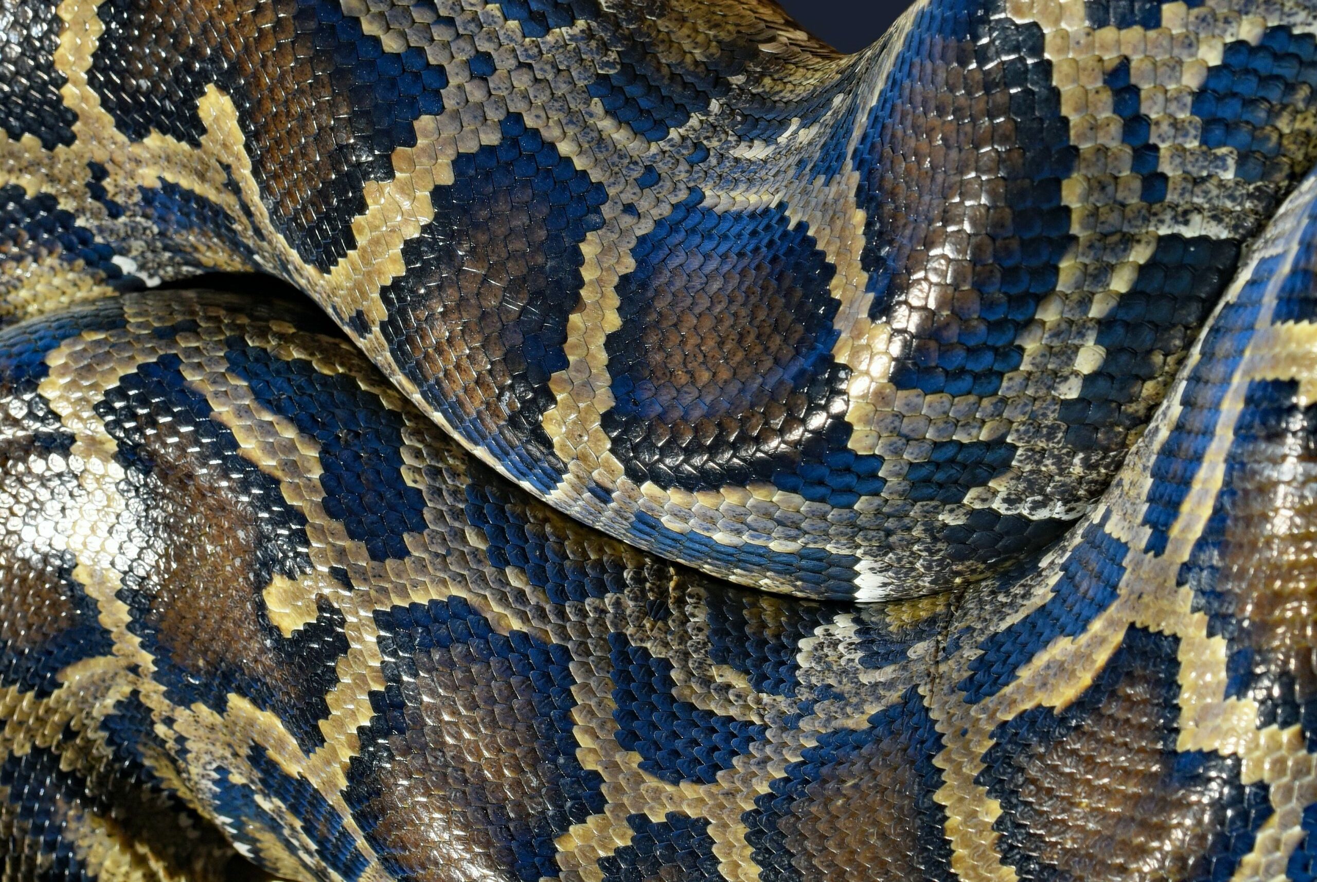 🐍 SONHAR COM COBRA AZUL - O QUE SIGNIFICA SONHAR COM COBRA AZUL? [SONHAR  COM COBRA] 